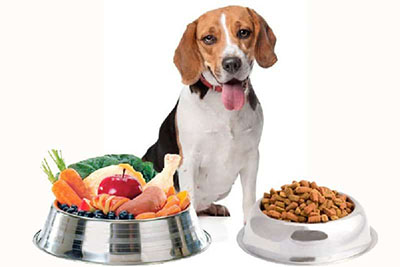 perro alimento